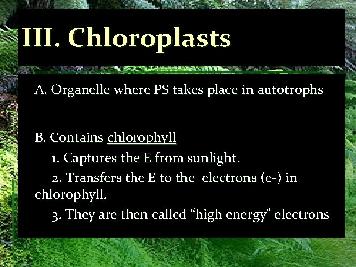 III. Chloroplasts A. Organelle where PS takes place in autotrophs B. Contains chlorophyll 1.