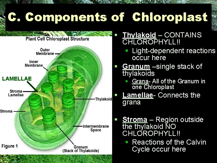 C. Components of Chloroplast LAMELLAE § Thylakoid – CONTAINS CHLOROPHYLL!! § Light-dependent reactions occur