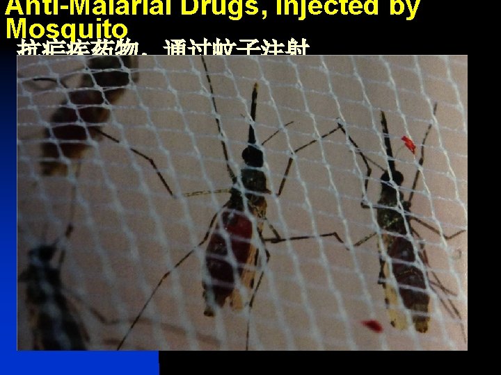 Anti-Malarial Drugs, Injected by Mosquito 抗疟疾药物，通过蚊子注射 
