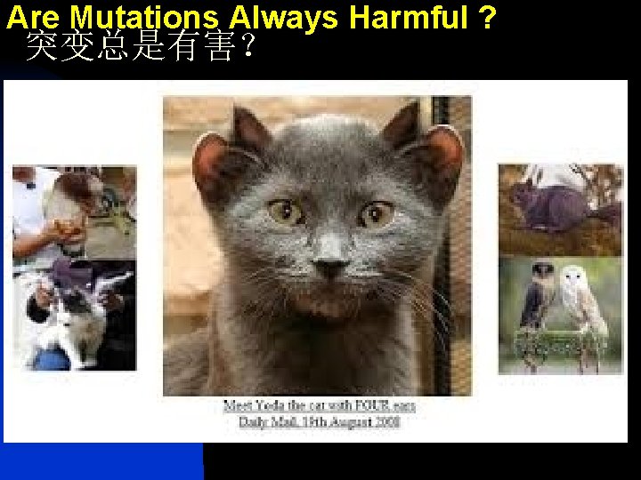 Are Mutations Always Harmful ? 突变总是有害？ 