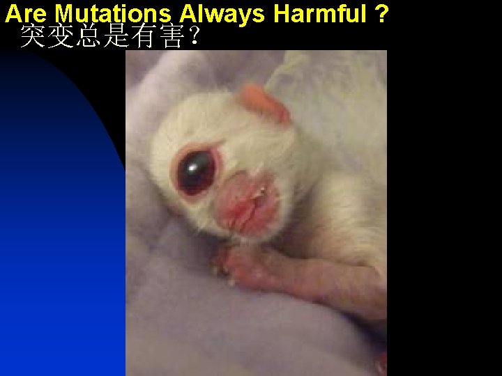 Are Mutations Always Harmful ? 突变总是有害？ 