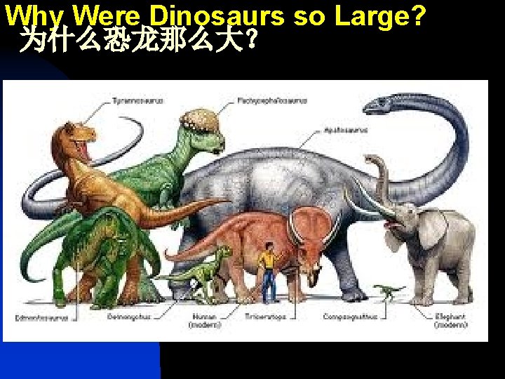 Why Were Dinosaurs so Large? 为什么恐龙那么大？ 