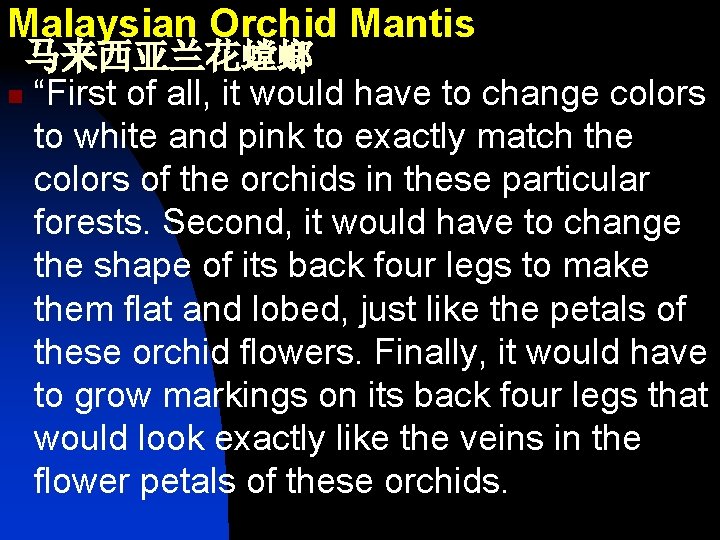 Malaysian Orchid Mantis 马来西亚兰花螳螂 n “First of all, it would have to change colors