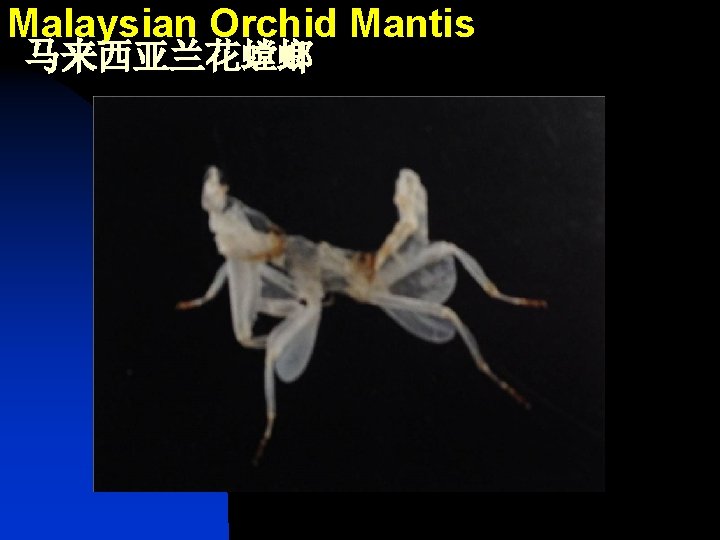 Malaysian Orchid Mantis 马来西亚兰花螳螂 