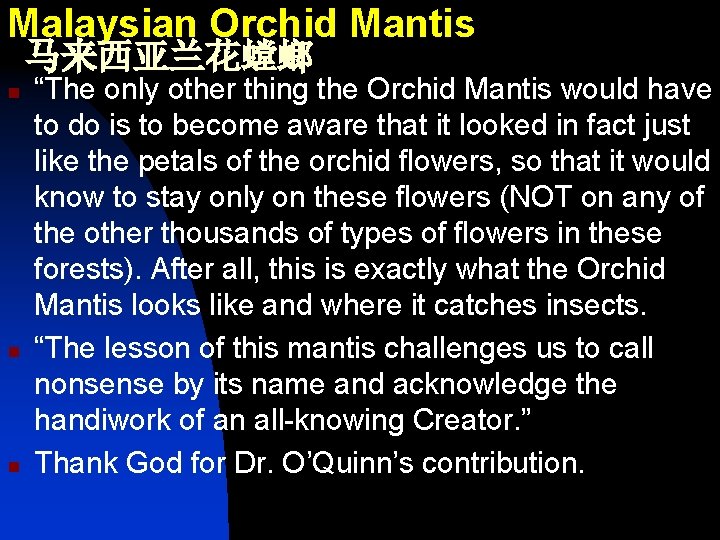 Malaysian Orchid Mantis 马来西亚兰花螳螂 n n n “The only other thing the Orchid Mantis