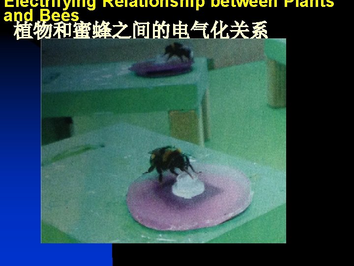 Electrifying Relationship between Plants and Bees 植物和蜜蜂之间的电气化关系 