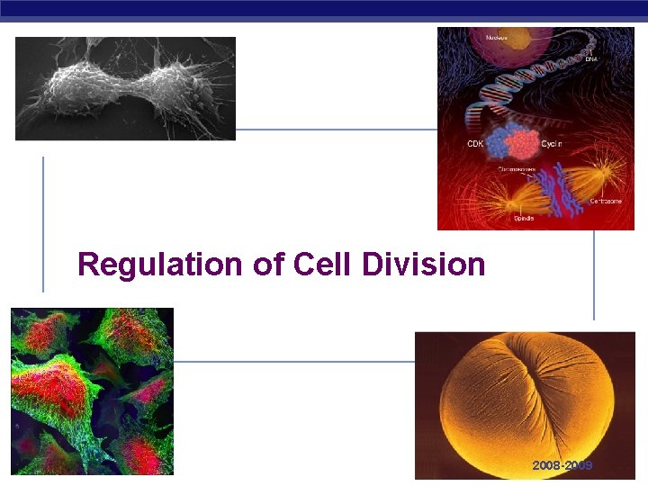 Regulation of Cell Division AP Biology 2008 -2009 