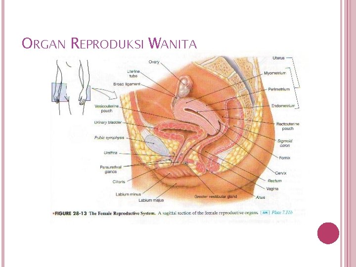 ORGAN REPRODUKSI WANITA 32 