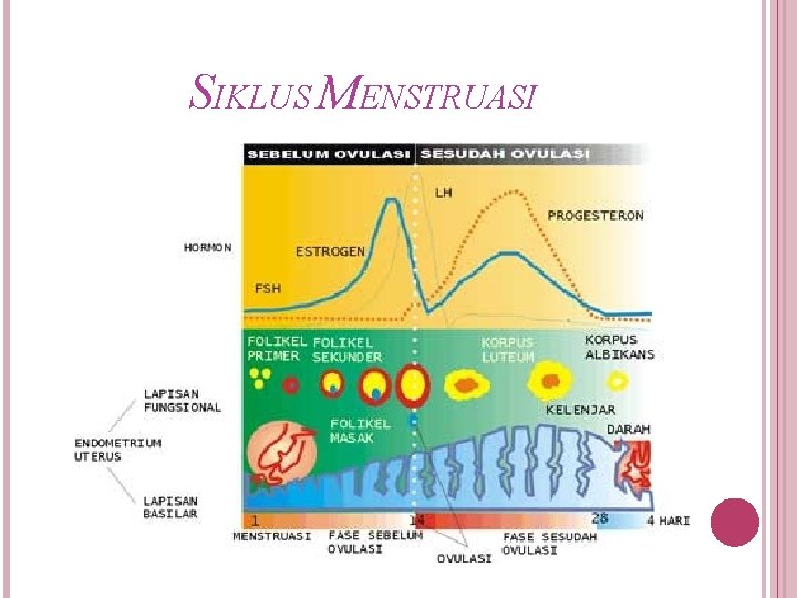 SIKLUS MENSTRUASI 