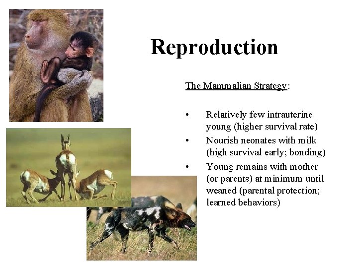 Reproduction The Mammalian Strategy: • • • Relatively few intrauterine young (higher survival rate)