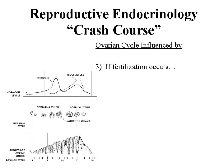 Reproductive Endocrinology “Crash Course” Ovarian Cycle Influenced by: 3) If fertilization occurs… 