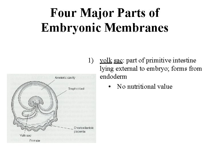 Four Major Parts of Embryonic Membranes 1) yolk sac: part of primitive intestine lying