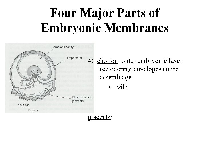 Four Major Parts of Embryonic Membranes 4) chorion: outer embryonic layer (ectoderm); envelopes entire