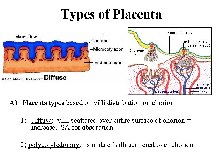 Types of Placenta A) Placenta types based on villi distribution on chorion: 1) diffuse: