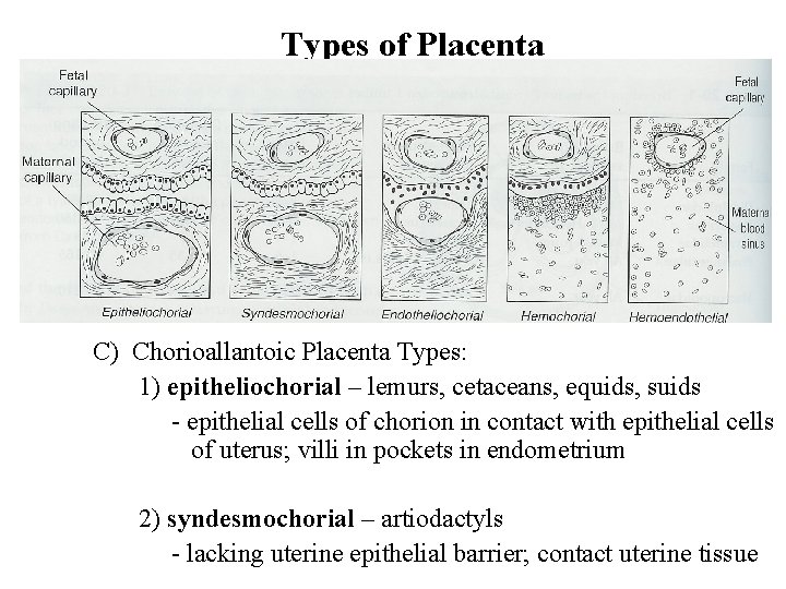 Types of Placenta C) Chorioallantoic Placenta Types: 1) epitheliochorial – lemurs, cetaceans, equids, suids