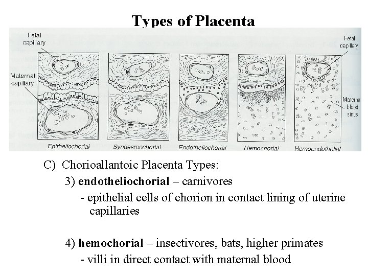 Types of Placenta C) Chorioallantoic Placenta Types: 3) endotheliochorial – carnivores - epithelial cells