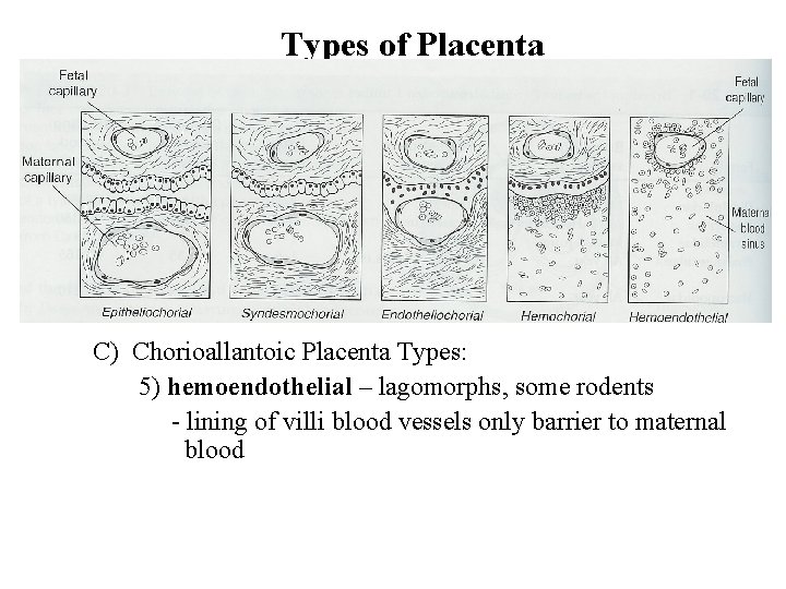 Types of Placenta C) Chorioallantoic Placenta Types: 5) hemoendothelial – lagomorphs, some rodents -