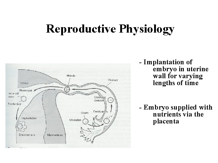 Reproductive Physiology - Implantation of embryo in uterine wall for varying lengths of time