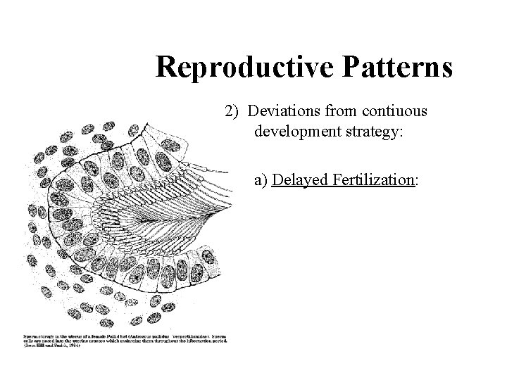 Reproductive Patterns 2) Deviations from contiuous development strategy: a) Delayed Fertilization: 