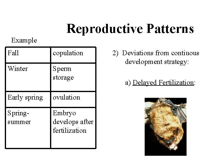 Reproductive Patterns Example Fall copulation Winter Sperm storage Early spring ovulation Springsummer Embryo develops