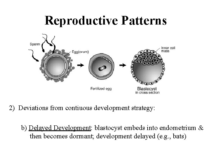 Reproductive Patterns 2) Deviations from contiuous development strategy: b) Delayed Development: blastocyst embeds into