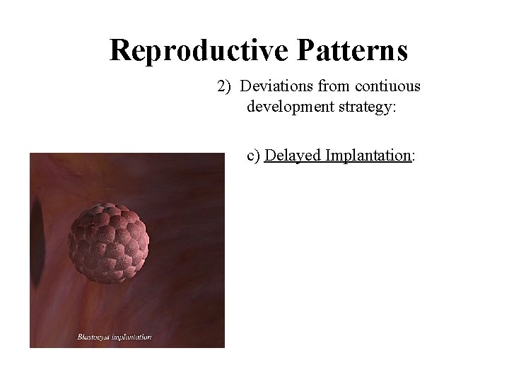 Reproductive Patterns 2) Deviations from contiuous development strategy: c) Delayed Implantation: 