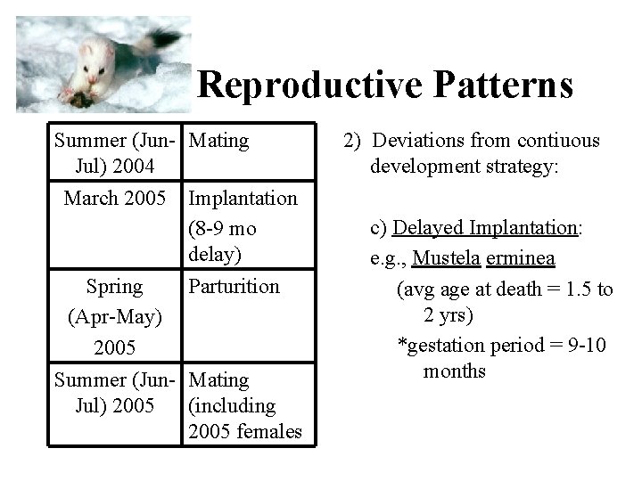 Reproductive Patterns Summer (Jun- Mating Jul) 2004 March 2005 Implantation (8 -9 mo delay)