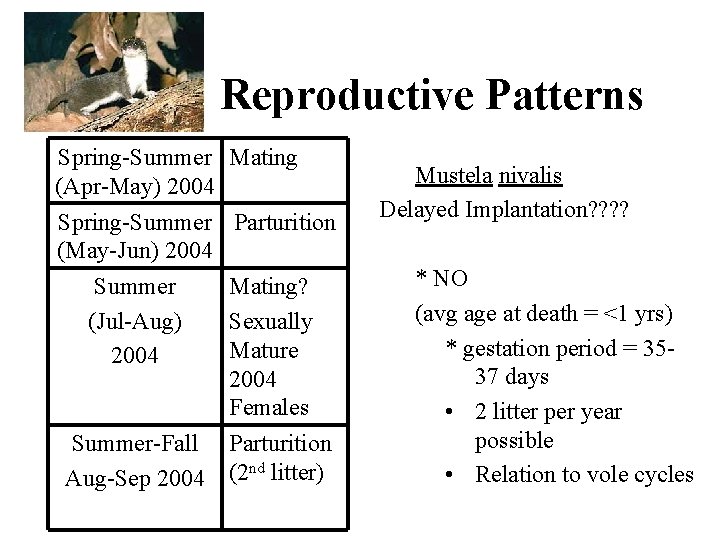 Reproductive Patterns Spring-Summer Mating (Apr-May) 2004 Spring-Summer Parturition (May-Jun) 2004 Summer (Jul-Aug) 2004 Summer-Fall