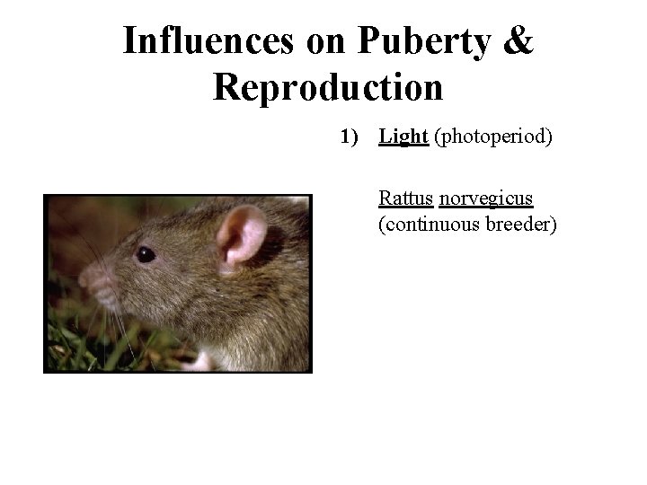 Influences on Puberty & Reproduction 1) Light (photoperiod) Rattus norvegicus (continuous breeder) 