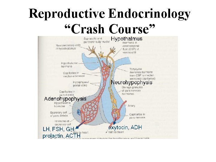 Reproductive Endocrinology “Crash Course” 