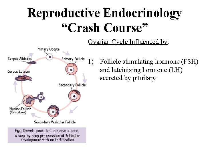Reproductive Endocrinology “Crash Course” Ovarian Cycle Influenced by: 1) Follicle stimulating hormone (FSH) and