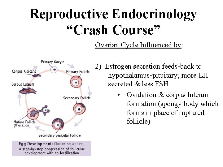 Reproductive Endocrinology “Crash Course” Ovarian Cycle Influenced by: 2) Estrogen secretion feeds-back to hypothalamus-pituitary;