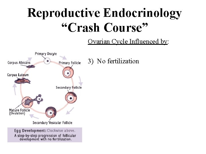 Reproductive Endocrinology “Crash Course” Ovarian Cycle Influenced by: 3) No fertilization 
