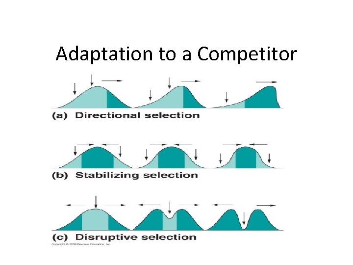 Adaptation to a Competitor 