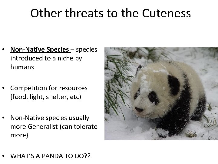 Other threats to the Cuteness • Non-Native Species – species introduced to a niche