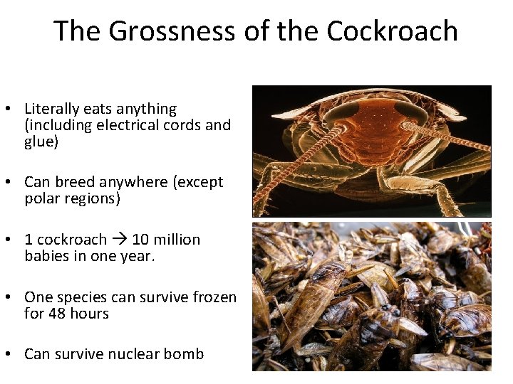 The Grossness of the Cockroach • Literally eats anything (including electrical cords and glue)