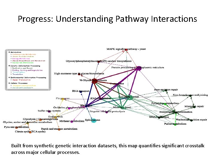 Progress: Understanding Pathway Interactions Built from synthetic genetic interaction datasets, this map quantifies significant