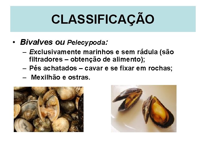CLASSIFICAÇÃO • Bivalves ou Pelecypoda: – Exclusivamente marinhos e sem rádula (são filtradores –