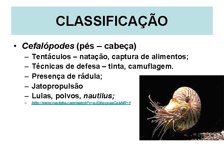 CLASSIFICAÇÃO • Cefalópodes (pés – cabeça) – – – Tentáculos – natação, captura de