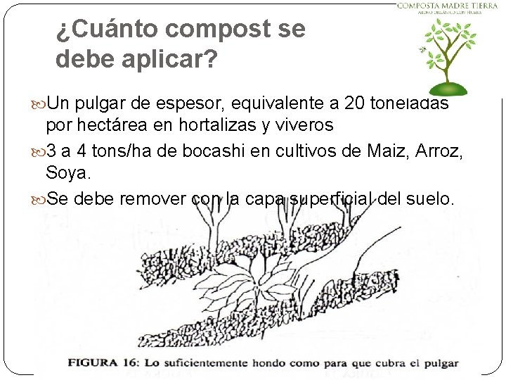 ¿Cuánto compost se debe aplicar? Un pulgar de espesor, equivalente a 20 toneladas por