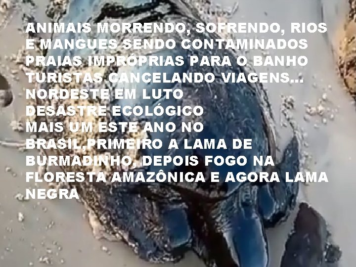 ANIMAIS MORRENDO, SOFRENDO, RIOS E MANGUES SENDO CONTAMINADOS PRAIAS IMPRÓPRIAS PARA O BANHO TURISTAS