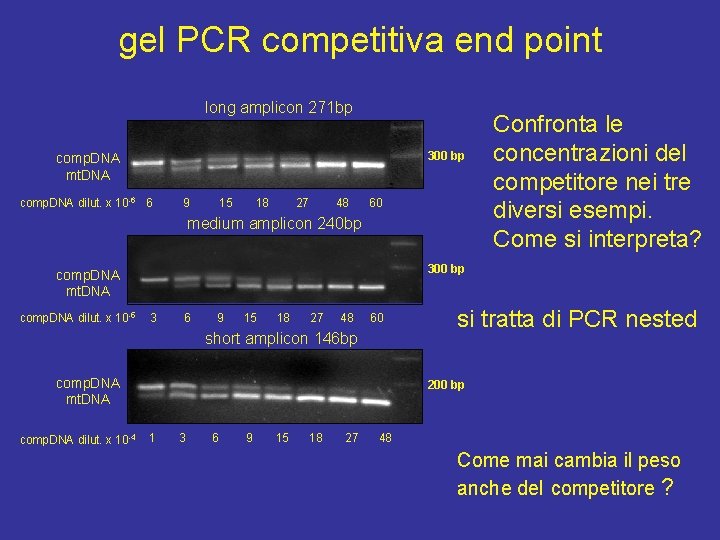 gel PCR competitiva end point long amplicon 271 bp 300 bp comp. DNA mt.
