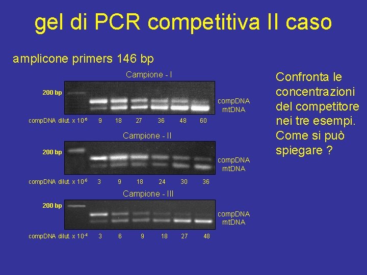 gel di PCR competitiva II caso amplicone primers 146 bp Campione - I 200