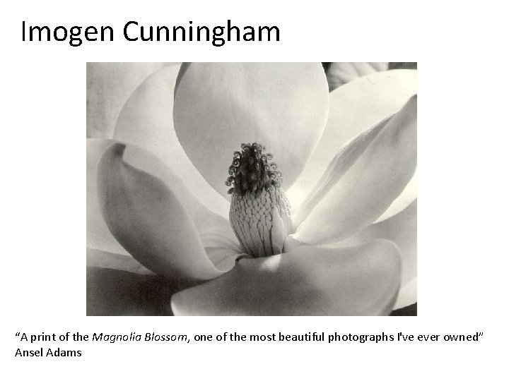 Imogen Cunningham “A print of the Magnolia Blossom, one of the most beautiful photographs