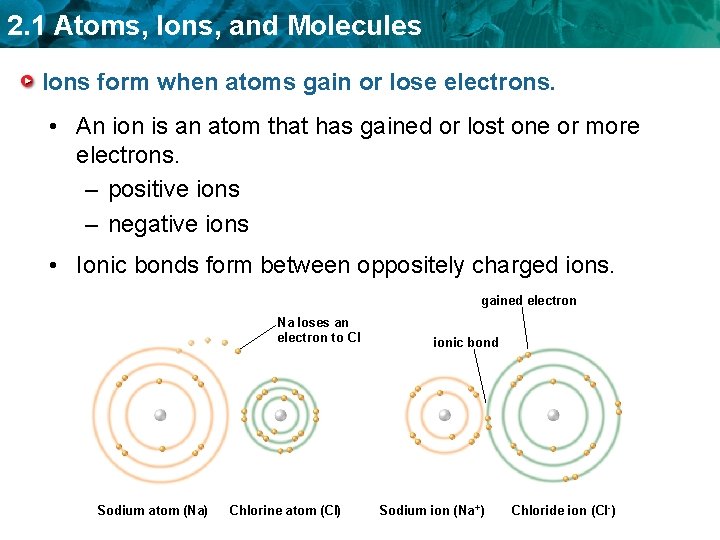 2. 1 Atoms, Ions, and Molecules Ions form when atoms gain or lose electrons.