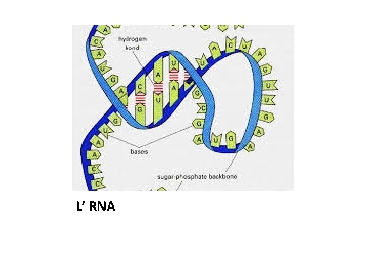 L’ RNA 