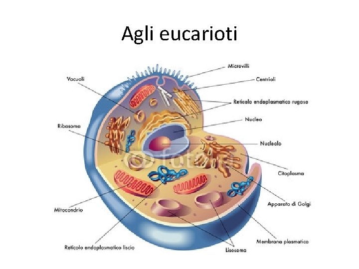 Agli eucarioti 