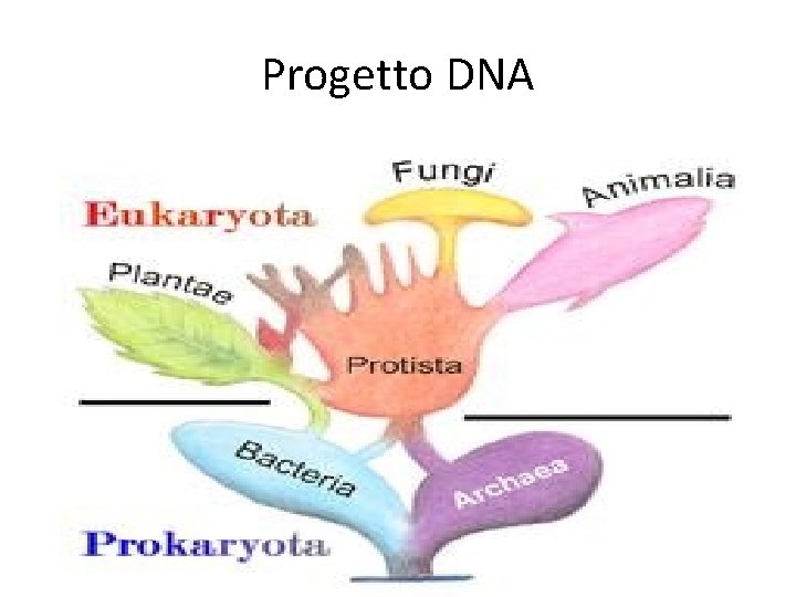 Progetto DNA 