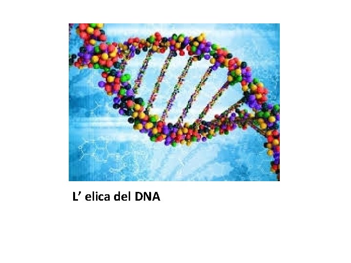 L’ elica del DNA 