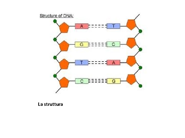 La struttura 